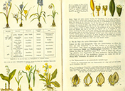  Lehrbuch Die Natur / Band 1 – Frühlingspflanzen