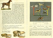  Lehrbuch Die Natur / Band 1 – der Hund