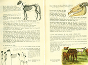  Lehrbuch Die Natur / Band 1 – das Pferd
