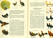  Lehrbuch Die Natur / Band 1 – das Huhn