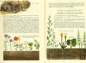  Lehrbuch Die Natur / Band 1 – Pflanzen im Getreidefeld
