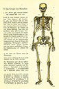  Lehrbuch Die Natur / Band 1 – das menschliche Skelett