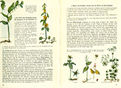 Lehrbuch Die Natur / Band 2 – Buchen und Sträucher