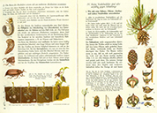 Lehrbuch Die Natur / Band 2 – der Maikäfer und Nadelbäume
