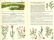 Lehrbuch Die Natur / Band 2 – das Moor