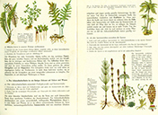 Lehrbuch Die Natur / Band 2 – Farne und Schachtelhalme