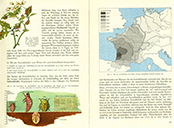 Lehrbuch Die Natur / Band 2 – der Kartoffelkäfer