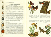Lehrbuch Die Natur / Band 2 – Schmetterlinge