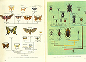 Lehrbuch Die Natur / Band 2 – Ordnung der Schmetterlinge und Käfer