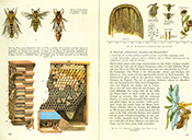 Lehrbuch Die Natur / Band 2 – Bienen