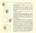 Lehrbuch Die Natur / Band 2 – der Schwänzeltanz der Bienen