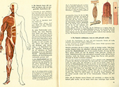 Lehrbuch Die Natur / Band 3 – Muskeln